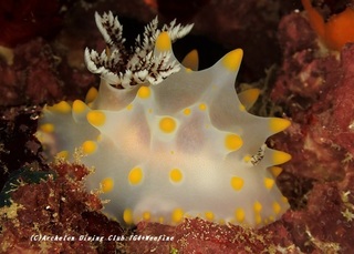 konpeito200705-01.jpg