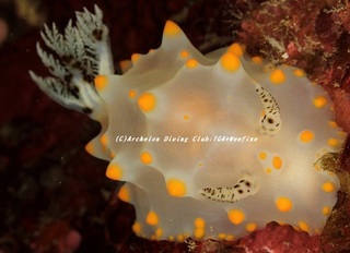 konpeito201119.jpg