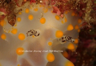 konpeito230914-ny.jpg