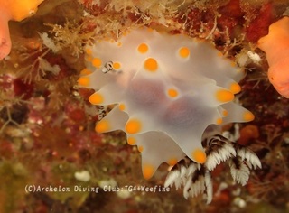 konpeito231119-uu.jpg
