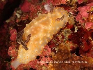 konpeito240115-s.jpg
