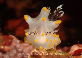 konpeito240209-y.jpg