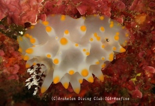 konpeito240308-y.jpg