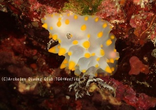 konpeito240520-s.jpg