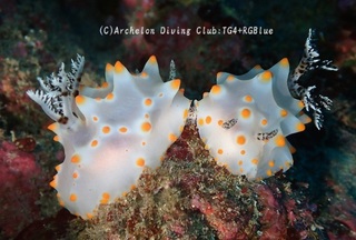 konpeito241118-y.jpg