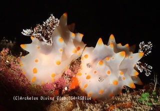 konpeito241119-y.jpg