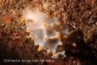 konpeito241124-y.jpg