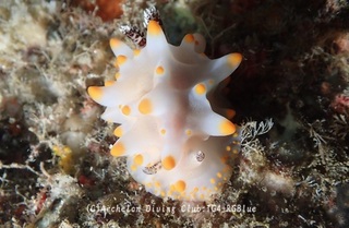 konpeito250116-y.jpg
