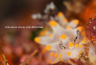 konpeitou210124-ya-02.jpg