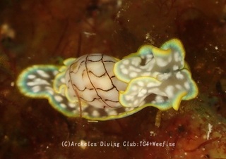 konshi231101-n.jpg