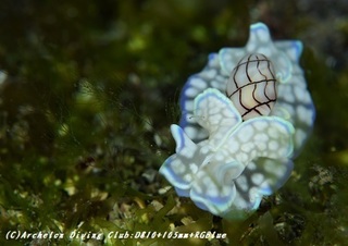 konshibori190315-01.jpg