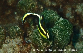 korodai240901-k.jpg