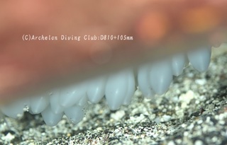 kuaikaegg231120-s.jpg