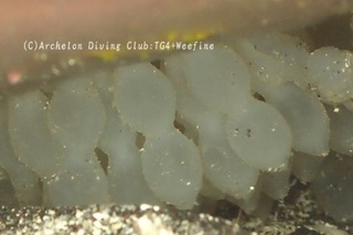 kuaikaegg231202-s01.jpg