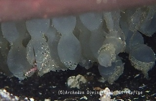 kuaikaegg231207-s01.jpg