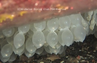 kuaikaegg231221-s02.jpg