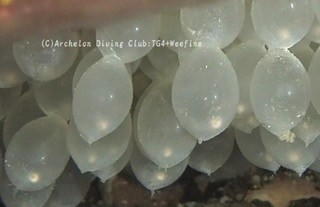 kuaikaegg231221-s02-x.jpg