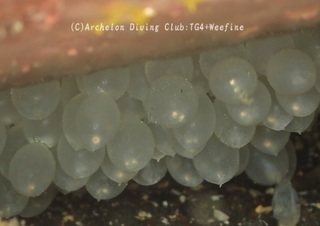 kuaikaegg231222-s.jpg
