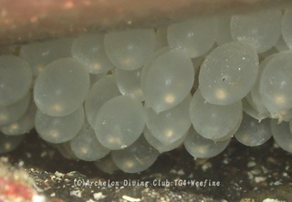 kuaikaegg231223-s.jpg