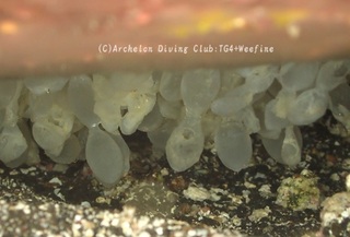 kuaikaegg231231-s.jpg