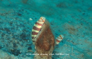 kubiaka230809-k.jpg