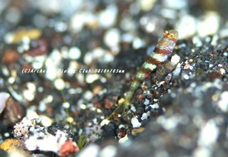 kubiaka230828-n.jpg
