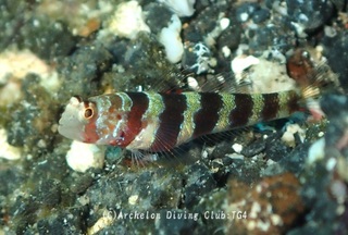 kubiaka240831-s.jpg