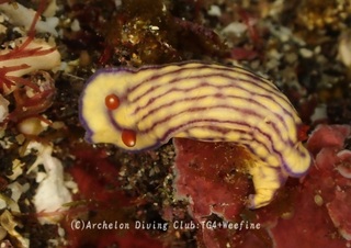 kuchinashi240128-y.jpg