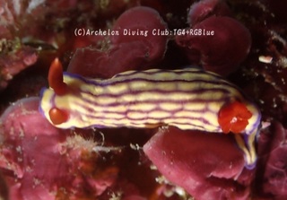 kuchinashi241224-y.jpg