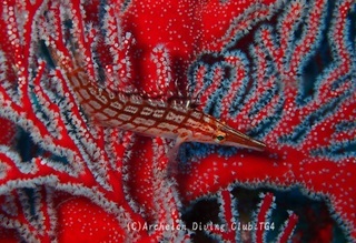kudagonbe240729-kyo.jpg