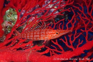 kudagonbe241010-nan.jpg