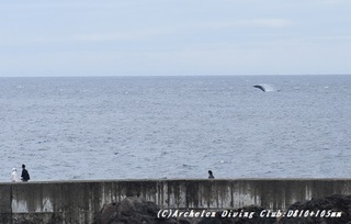 kujira190511-01.jpg