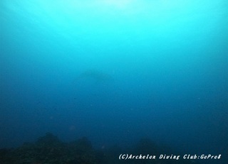 kujira200331.jpg