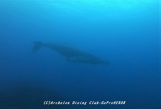 kujira200401-04x.jpg