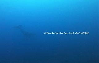 kujira200401-07x.jpg