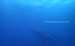 kujira231214-02-600.jpg