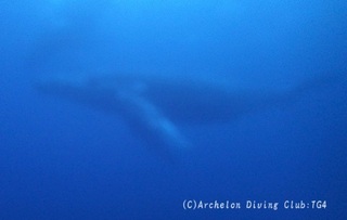 kujira231214-04.jpg