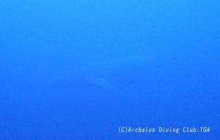 kujira231214-06.jpg