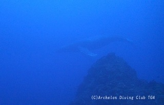 kujira240120-n01-s.jpg