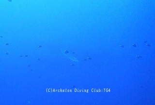 kujira240208-01x.jpg