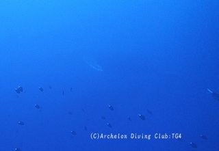 kujira240208-02x.jpg