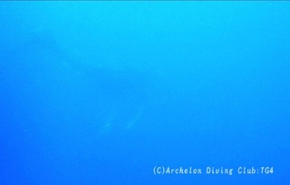 kujira240209-n01x.jpg