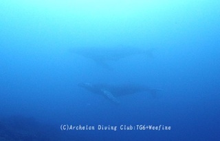 kujira240228-01.jpg