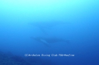 kujira240228-02.jpg