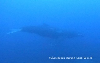 kujira250309-yyn.jpg