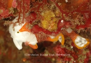 kumadori240126-y.jpg