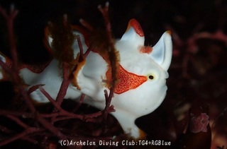 kumadori250306-y.jpg