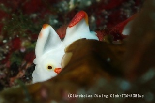 kumadori250407-y.jpg