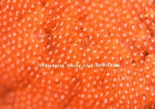 kumanomi-egg190609-02.jpg