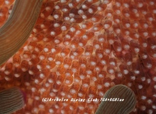 kumanomi-egg190611-02.jpg